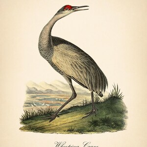 8x10'' 3 VINTAGE PRINTS Audubon Birds 8x10 inches Wall Art Decor Rustic Antique Book Birds of America Botanical Prints Set of 3 Prints Heron image 2