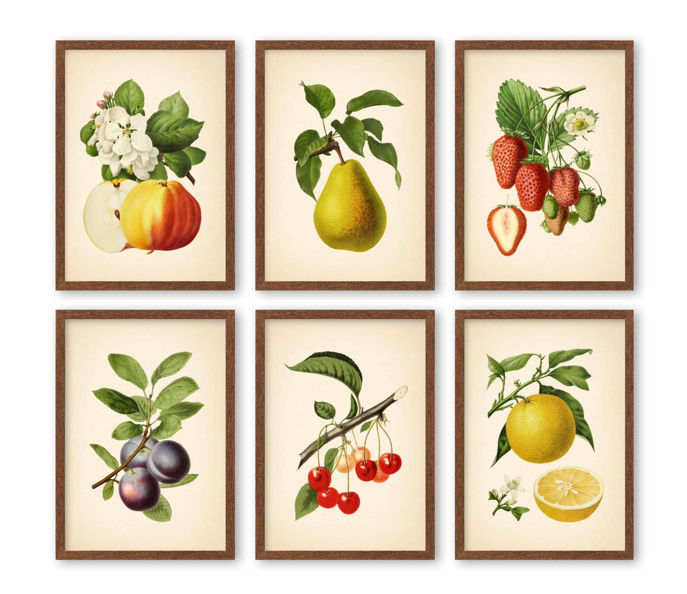 5x7'' 6 VINTAGE FRUIT Prints Botanical Art Wall Art Etsy