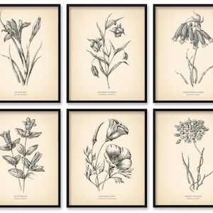 8x10&#39;&#39; Vintage Botanical Prints Set of 6 Botanical Poster Wildflower Botanical Print Flower Print Vintage Print Botanical Art Neutral Decor