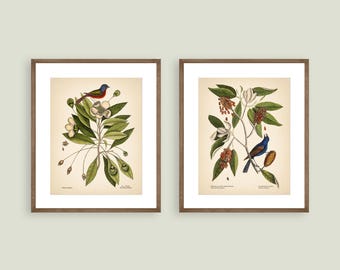 8x10'' BLUEBIRDS PRINTS Set of 2 bird prints flower nature wall art botanical prints vintage prints colibri print vintage wall decor green