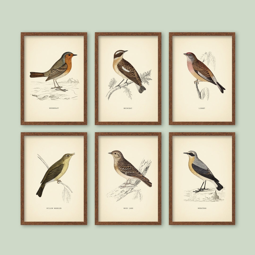 アート・デザイン・音楽 CLASSIC NATURAL HISTORY PRINTS BIRDS il_1080xN.6054388695_gsha.jpg