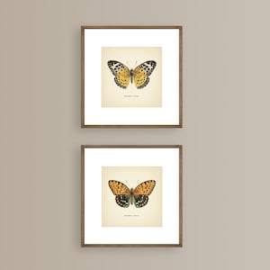 Może przedstawiać: Dwa oprawione wydruki vintage ilustracji motyli. G&oacute;rny wydruk przedstawia ż&oacute;łtego motyla z czarnymi plamkami i tekstem "Butterfly King". Dolny wydruk przedstawia pomarańczowego motyla z czarnymi plamkami i tekstem "Butterfly Queen".