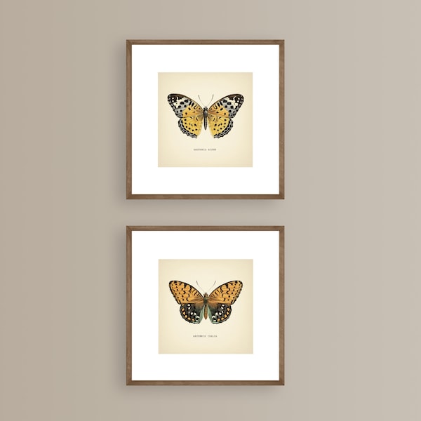 Juego de 2 impresiones de mariposas vintage, impresión botánica cuadrada, impresión de mariposa, amarillo neutro, decoración del hogar, reproducción de arte neutro, galería de pared