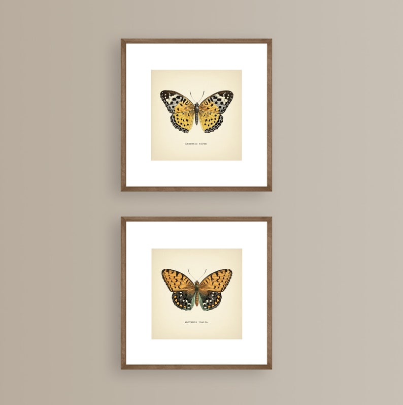 Może przedstawiać: Dwa oprawione wydruki vintage ilustracji motyli. G&oacute;rny wydruk przedstawia ż&oacute;łtego motyla z czarnymi plamkami i tekstem "Butterfly King". Dolny wydruk przedstawia pomarańczowego motyla z czarnymi plamkami i tekstem "Butterfly Queen".