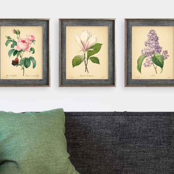 8x10'' Vintage Botanical Prints Set of 3 Botanical Flowers Posters Rose Magnolia Flower Print Vintage Print Botanical Art Mother's Day Gift