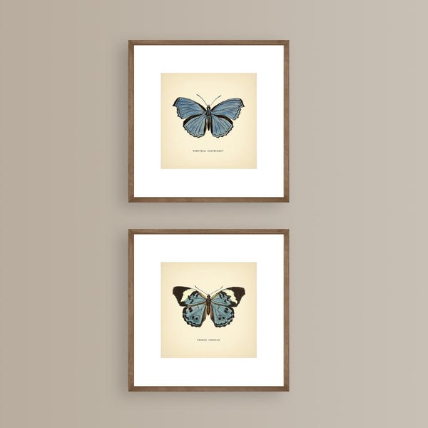 Juego de 2 láminas de mariposas azul turquesa vintage. Lámina botánica cuadrada. Lámina de mariposa. Juego de láminas azules.
