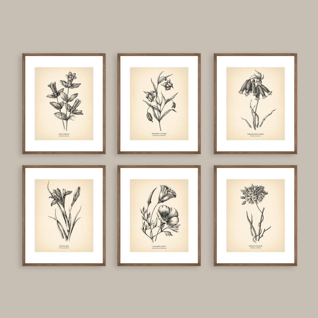 Vintage Botanical Prints Set of 6 Botanical Poster Wildflower Print ...
