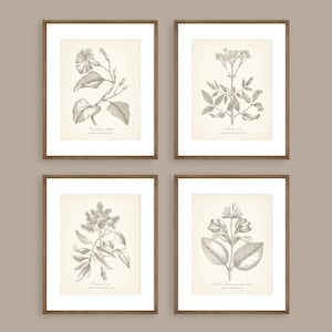 Neutral Beige Botanical Prints Set of 4 Botanical Poster Wildflower Print Flower Print Vintage Print Botanical Art Neutral Decor Wall Art