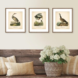 8x10'' 3 VINTAGE PRINTS Audubon Birds 8x10 inches Wall Art Decor Rustic Antique Book Birds of America Botanical Prints Set of 3 Prints Heron image 5
