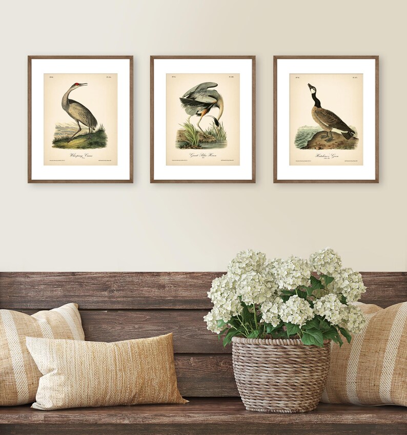 8x10'' 3 VINTAGE PRINTS Audubon Birds 8x10 inches Wall Art Decor Rustic Antique Book Birds of America Botanical Prints Set of 3 Prints Heron image 5