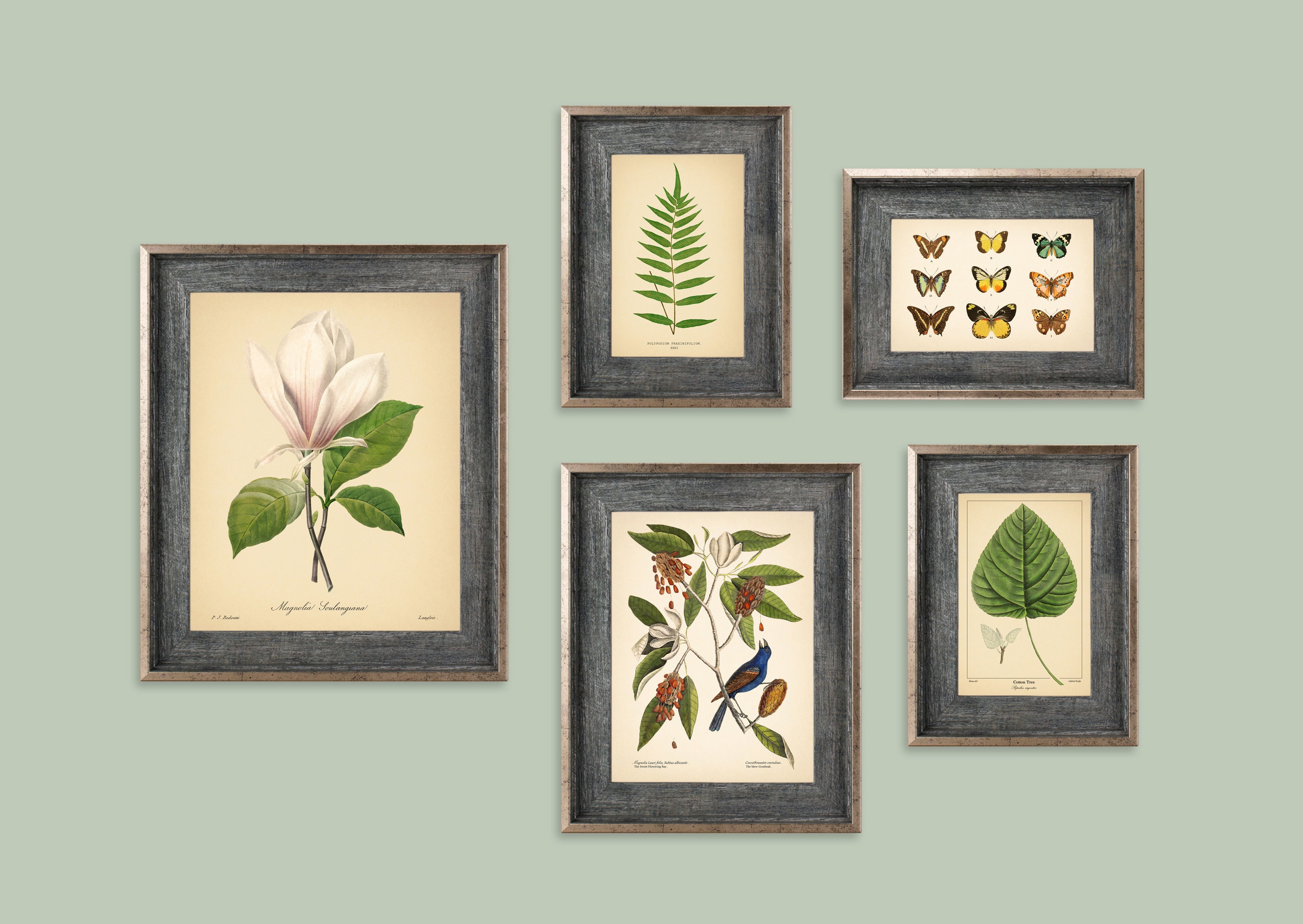 5 Vintage Botanical Prints Set Botanical Poster Magnolia - Etsy