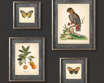 Set of 4 Vintage Botanical Prints Poster Flower Prints Butterfly Orange Green Beige Bird Set of Prints