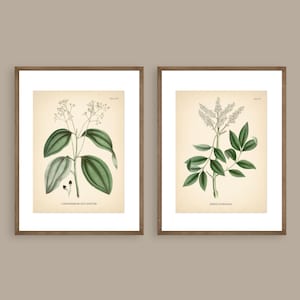 8x10&#39;&#39; Vintage Botanical Prints Set of 2 Botanical Poster Green Herbs Botanical Print Flower Print Vintage Print Botanical Art Neutral Decor