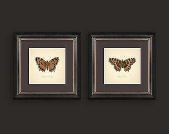 Vanessa Butterflies Set of 2 Vintage Butterflies Prints Botanical Butterfly Print Square Print Neutral Home Decor Botanical Art Wall Art