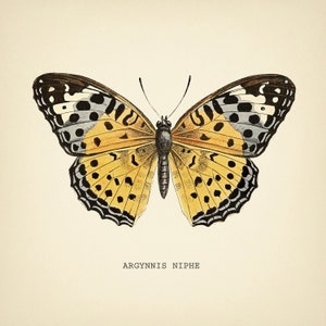 Może przedstawiać: Winietkowe ilustracje motyla z czarnymi, białymi i ż&oacute;łtymi oznaczeniami. Motyl nazywa się "Argynnis Niphe".