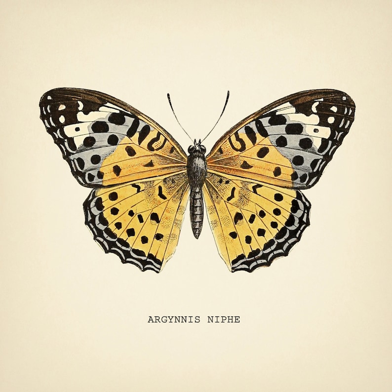Może przedstawiać: Winietkowe ilustracje motyla z czarnymi, białymi i ż&oacute;łtymi oznaczeniami. Motyl nazywa się "Argynnis Niphe".
