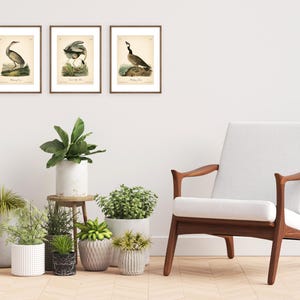 8x10'' 3 VINTAGE PRINTS Audubon Birds 8x10 inches Wall Art Decor Rustic Antique Book Birds of America Botanical Prints Set of 3 Prints Heron image 10