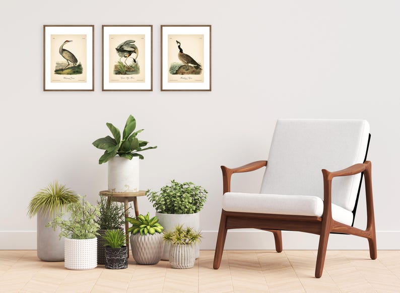 8x10'' 3 VINTAGE PRINTS Audubon Birds 8x10 inches Wall Art Decor Rustic Antique Book Birds of America Botanical Prints Set of 3 Prints Heron image 10