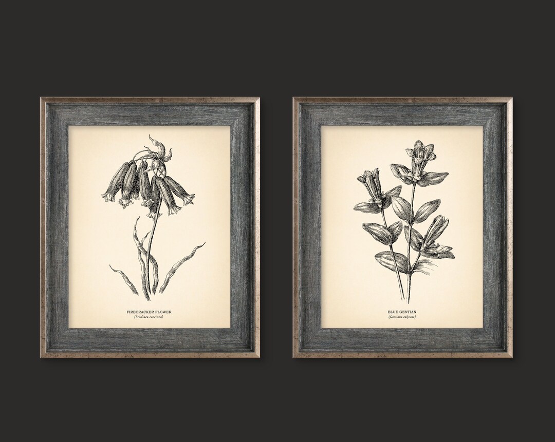 Vintage Botanical Prints Set of 2 Botanical Poster Wildflower Botanical ...
