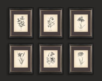 8x10'' Vintage Botanical Prints Set of 6 Botanical Poster Wildflower Botanical Print Flower Print Vintage Print Botanical Art Neutral Decor