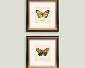 Set of 2 Vintage Butterflies Prints Botanical Square Print Butterfly Set of Prints Yellow Green Neutral Home Decor Neutral Art Reproduction