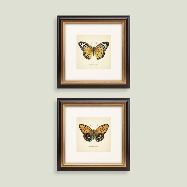 Conjunto de 2 impresiones de mariposas vintage, impresión botánica cuadrada, conjunto de impresiones de mariposas, amarillo, verde, neutro, decoración del hogar, reproducción de arte neutro