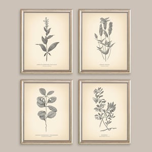 8x10'' Vintage Botanical Prints Set of 4 Botanical Poster Wildflower ...