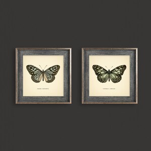 May include: Two framed butterfly prints. Each print features a detailed illustration of a butterfly with black and white wings and a cream-colored background. The frames are gray with a distressed finish. The text at the bottom of each print identifies the butterfly species.