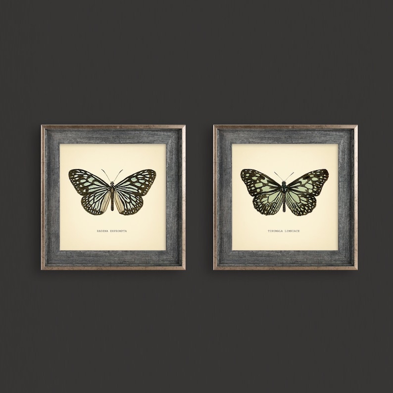 May include: Two framed butterfly prints. Each print features a detailed illustration of a butterfly with black and white wings and a cream-colored background. The frames are gray with a distressed finish. The text at the bottom of each print identifies the butterfly species.
