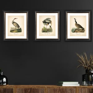 8x10'' 3 VINTAGE PRINTS Audubon Birds 8x10 inches Wall Art Decor Rustic Antique Book Birds of America Botanical Prints Set of 3 Prints Heron image 16