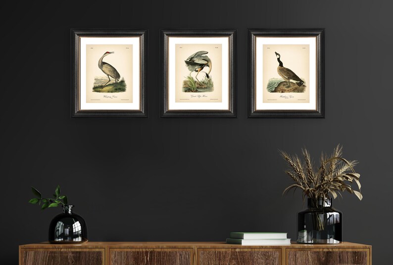 8x10'' 3 VINTAGE PRINTS Audubon Birds 8x10 inches Wall Art Decor Rustic Antique Book Birds of America Botanical Prints Set of 3 Prints Heron image 16