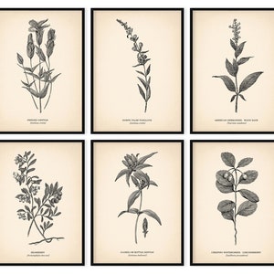 K&ouml;nnte beinhalten: Satz mit sechs Schwarzwei&szlig;-Botanischen Illustrationen mit verschiedenen Blumen und Pflanzen. Die Illustrationen sind in Schwarz gerahmt und haben einen cremefarbenen Hintergrund. Die Pflanzen sind mit ihren gebr&auml;uchlichen und wissenschaftlichen Namen beschriftet.