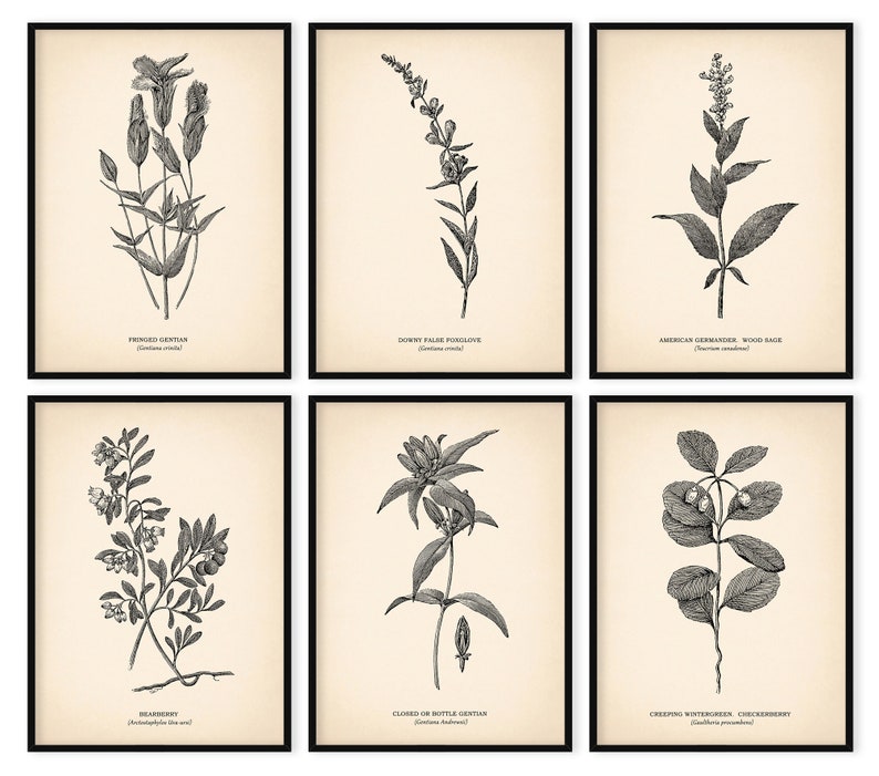 K&ouml;nnte beinhalten: Satz mit sechs Schwarzwei&szlig;-Botanischen Illustrationen mit verschiedenen Blumen und Pflanzen. Die Illustrationen sind in Schwarz gerahmt und haben einen cremefarbenen Hintergrund. Die Pflanzen sind mit ihren gebr&auml;uchlichen und wissenschaftlichen Namen beschriftet.