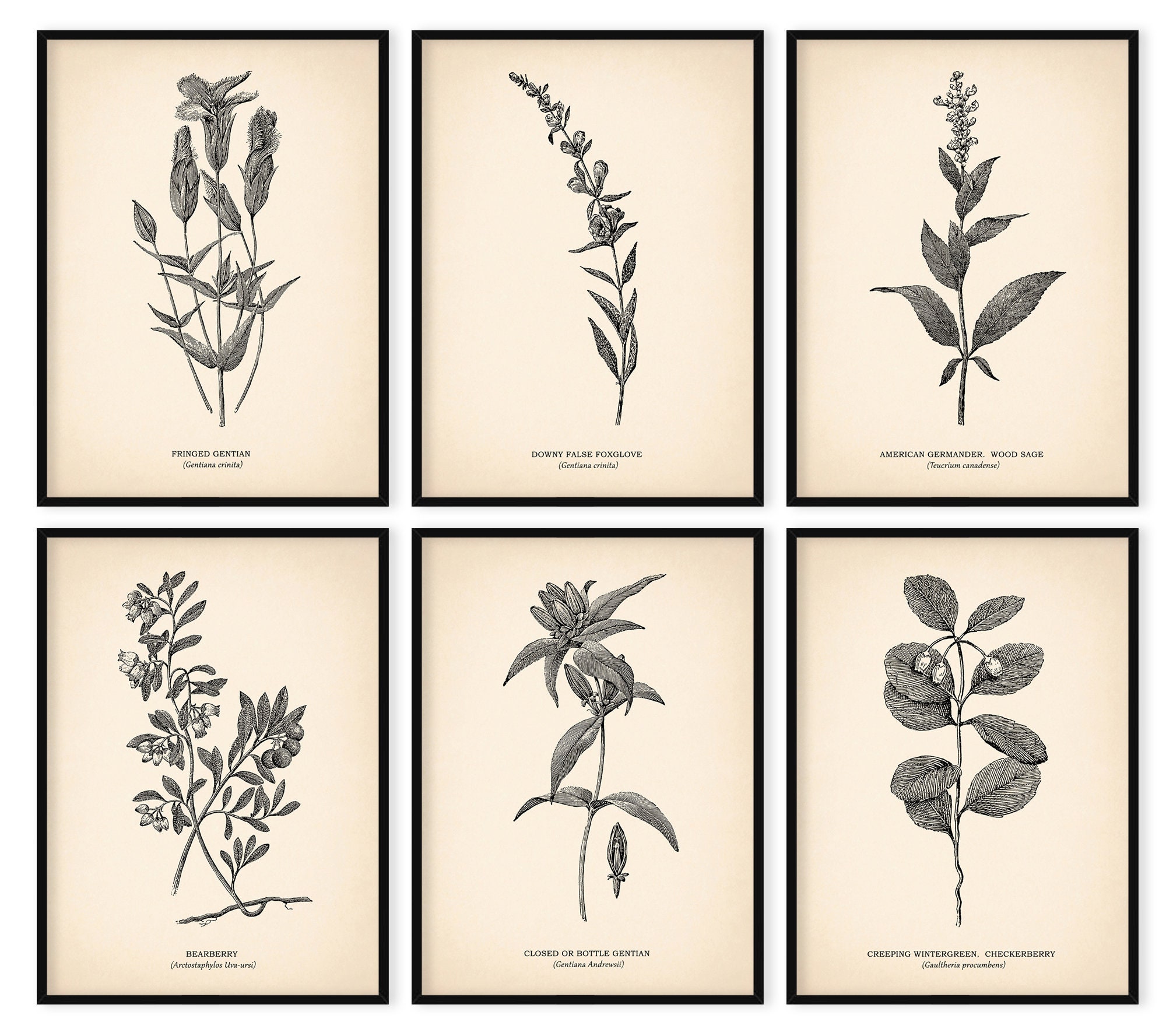 VINTAGE BOTANICAL PRINTS Set of 6 Wall Art Rustic Decor Neutral Decor ...