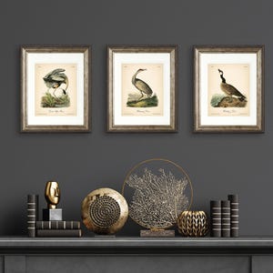 8x10'' 3 VINTAGE PRINTS Audubon Birds 8x10 inches Wall Art Decor Rustic Antique Book Birds of America Botanical Prints Set of 3 Prints Heron image 13