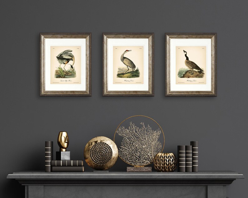 8x10'' 3 VINTAGE PRINTS Audubon Birds 8x10 inches Wall Art Decor Rustic Antique Book Birds of America Botanical Prints Set of 3 Prints Heron image 13