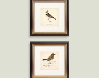 Set of 2 British Birds Prints Various Sizes Botanical Prints Set of 2 Prints British Birds Vintage Prints Square Prints Neutral Home Decor