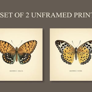 Set of 2 Vintage Butterflies Prints Botanical Square Print Butterfly Set of Prints Yellow Green Neutral Home Decor Neutral Art Reproduction zdjęcie 2