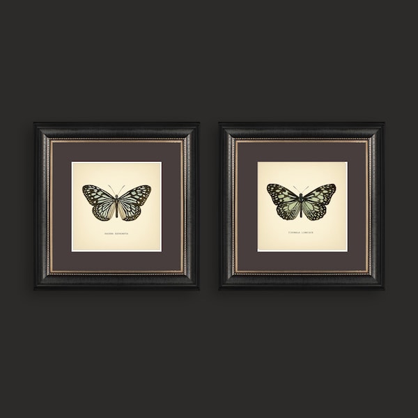 Decoración neutra para el hogar, juego de 2 impresiones vintage de mariposas, reproducción de impresiones botánicas cuadradas, juego de impresiones de mariposas, arte neutro azul y verde.