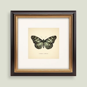 May include: A framed print featuring a detailed illustration of a butterfly, with black and white patterned wings and a pale green hue. The print is set against a cream background and framed in a dark brown and gold frame. The text "TIRUMALA LIMNIACE" is printed below the butterfly.