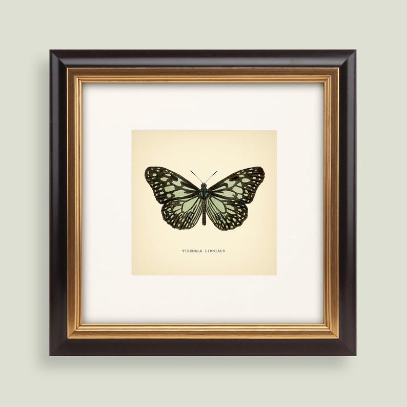 May include: A framed print featuring a detailed illustration of a butterfly, with black and white patterned wings and a pale green hue. The print is set against a cream background and framed in a dark brown and gold frame. The text "TIRUMALA LIMNIACE" is printed below the butterfly.