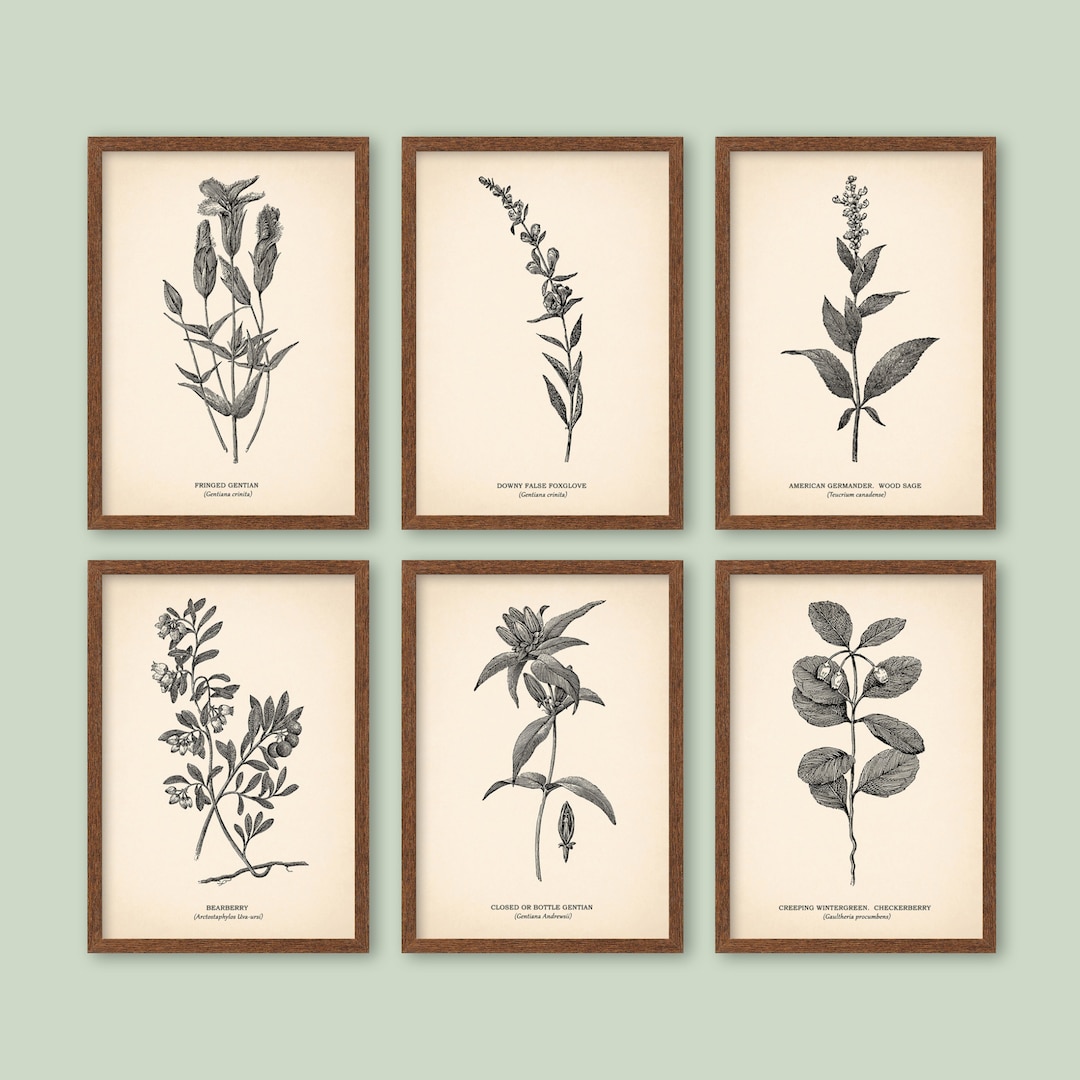 VINTAGE BOTANICAL PRINTS Set of 6 Wall Art Rustic Decor Neutral Decor ...