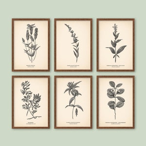 K&ouml;nnte beinhalten: Satz von sechs Schwarzwei&szlig;-Botanischen Illustrationen verschiedener Pflanzen, darunter Fransen-Enzian, Flaumiger Falscher Fingerhut, Amerikanischer Gamander, Salbei, Geschlossener oder Flaschen-Enzian und Kriechender Wintergr&uuml;n. Jede Illustration ist in einem braunen Rahmen gerahmt und vor einem cremefarbenen Hintergrund platziert.