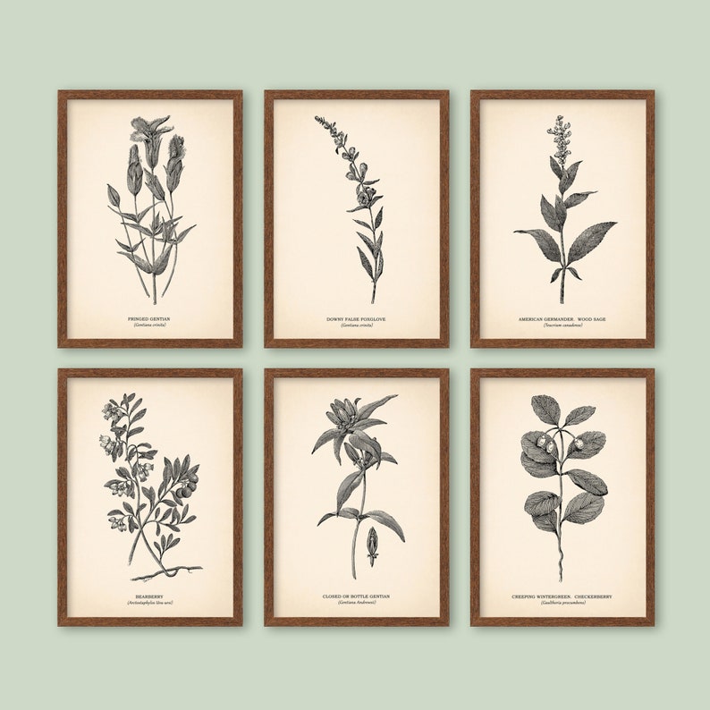 K&ouml;nnte beinhalten: Satz von sechs Schwarzwei&szlig;-Botanischen Illustrationen verschiedener Pflanzen, darunter Fransen-Enzian, Flaumiger Falscher Fingerhut, Amerikanischer Gamander, Salbei, Geschlossener oder Flaschen-Enzian und Kriechender Wintergr&uuml;n. Jede Illustration ist in einem braunen Rahmen gerahmt und vor einem cremefarbenen Hintergrund platziert.