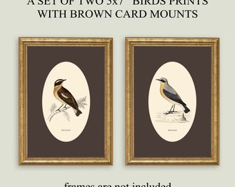 Set of 2 Birds Prints WITH Brown Card Mounts 5x7'' size Botanical Print  Set of Prints  British Birds  Vintage Style Prints Classic Decor