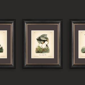 8x10'' 3 VINTAGE PRINTS Audubon Birds 8x10 inches Wall Art Decor Rustic Antique Book Birds of America Botanical Prints Set of 3 Prints Heron image 7