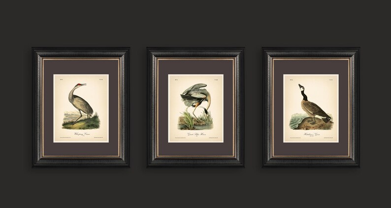 8x10'' 3 VINTAGE PRINTS Audubon Birds 8x10 inches Wall Art Decor Rustic Antique Book Birds of America Botanical Prints Set of 3 Prints Heron image 7