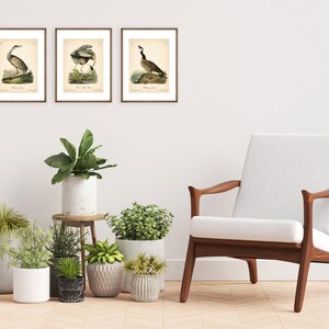 8x10'' 3 VINTAGE PRINTS Audubon Birds 8x10 inches Wall Art Decor Rustic Antique Book Birds of America Botanical Prints Set of 3 Prints Heron image 11