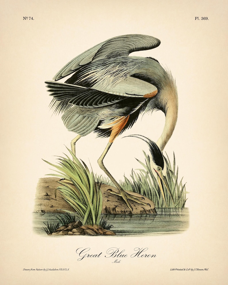 8x10'' 3 VINTAGE PRINTS Audubon Birds 8x10 inches Wall Art Decor Rustic Antique Book Birds of America Botanical Prints Set of 3 Prints Heron image 3