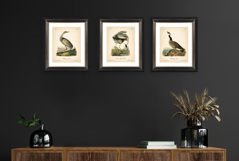 8x10'' 3 VINTAGE PRINTS Audubon Birds 8x10 inches Wall Art Decor Rustic Antique Book Birds of America Botanical Prints Set of 3 Prints Heron image 15